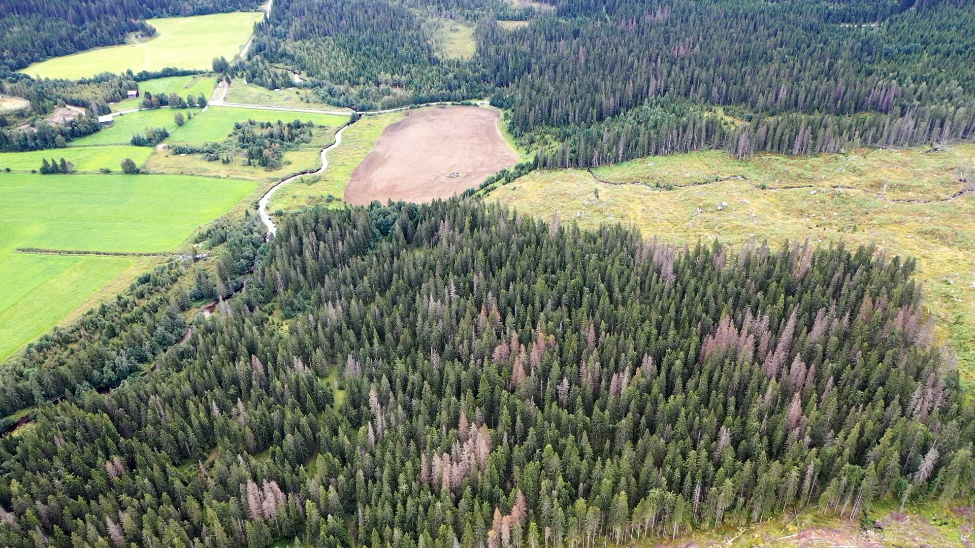 Dronebilde over grønn granskog med enkelte grå og brune trær.