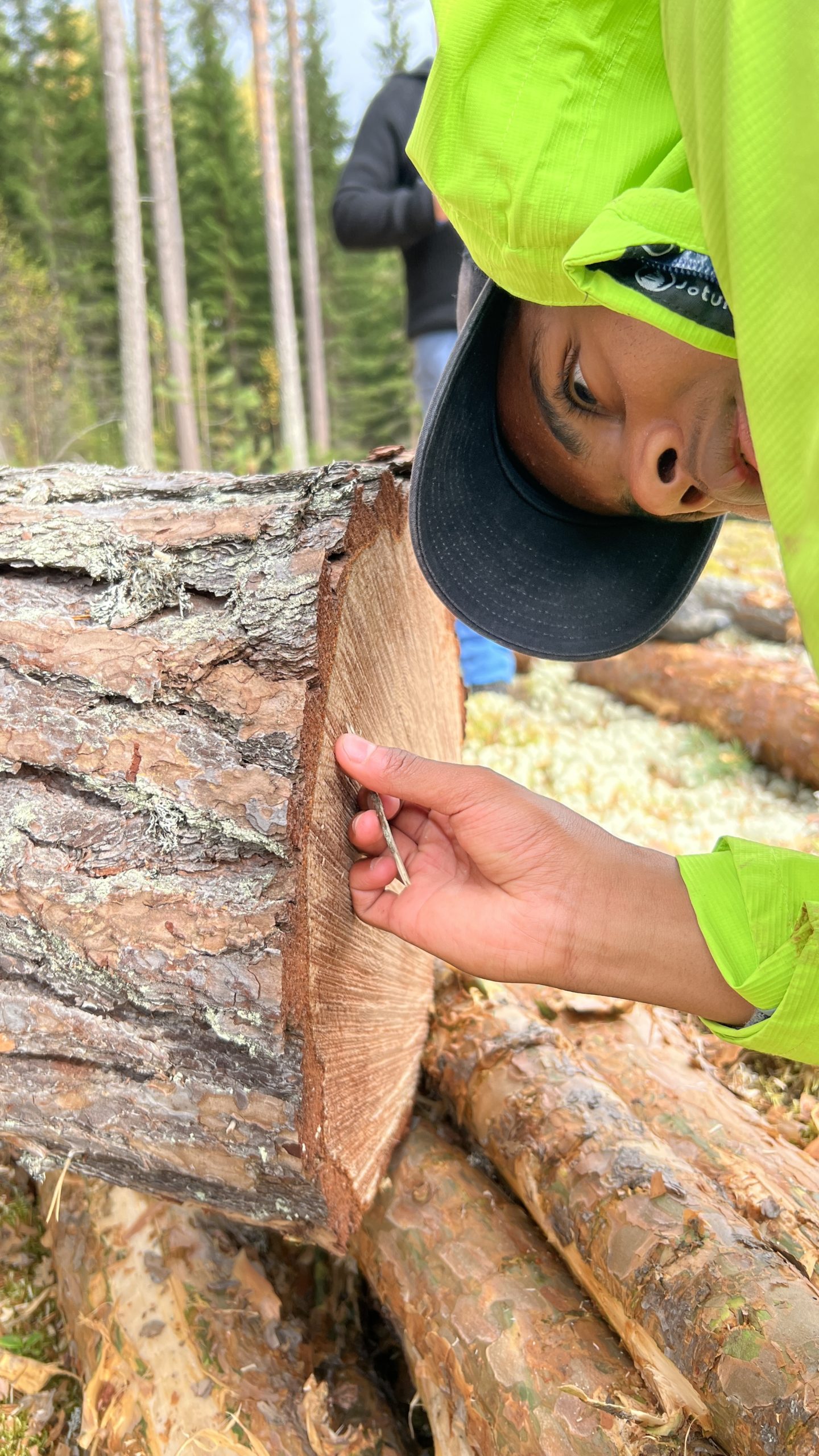 Børre Velten studerer snittflate på tømmerstokk.