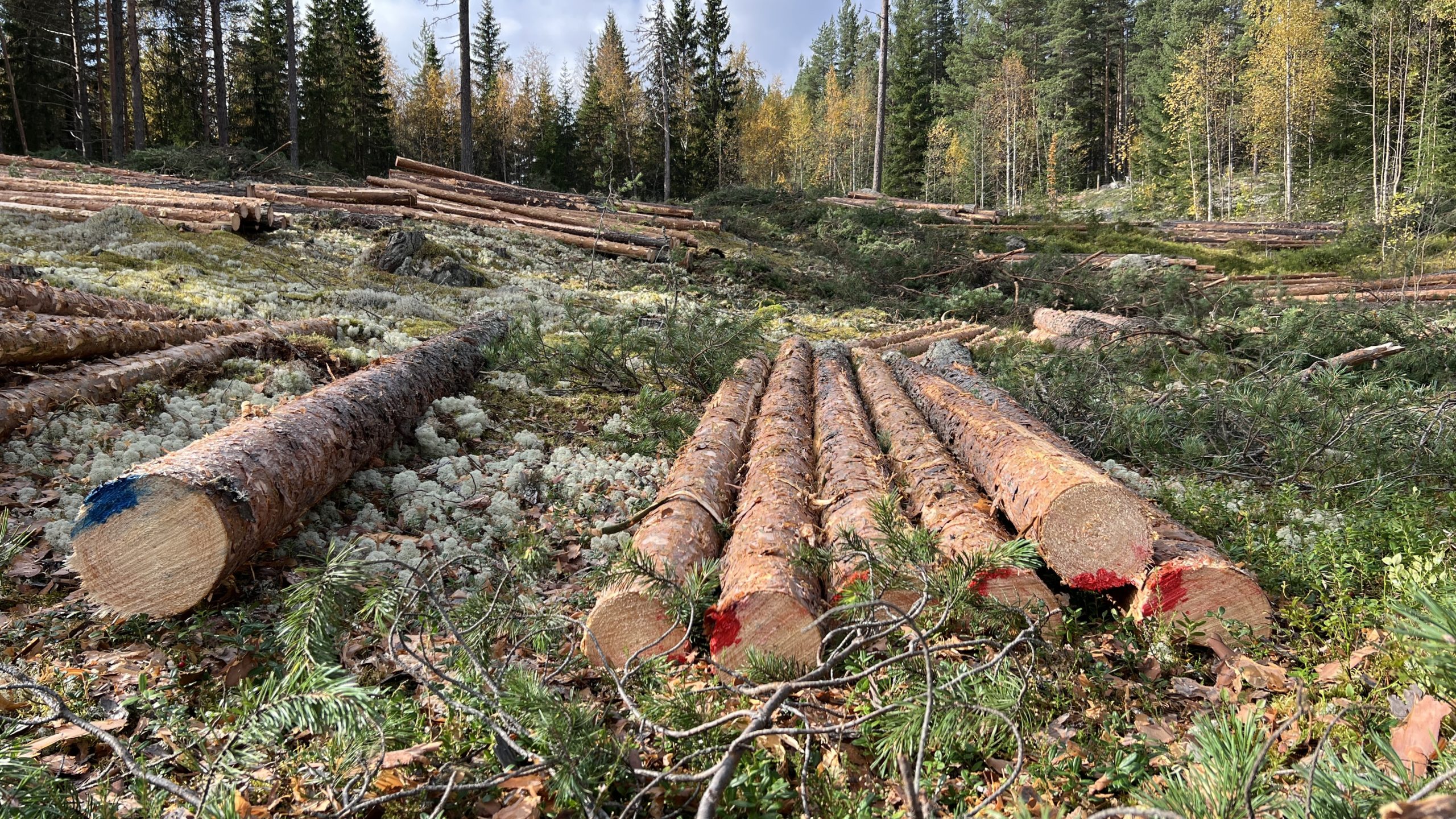 Tømmerstokker med rød og blå merking.