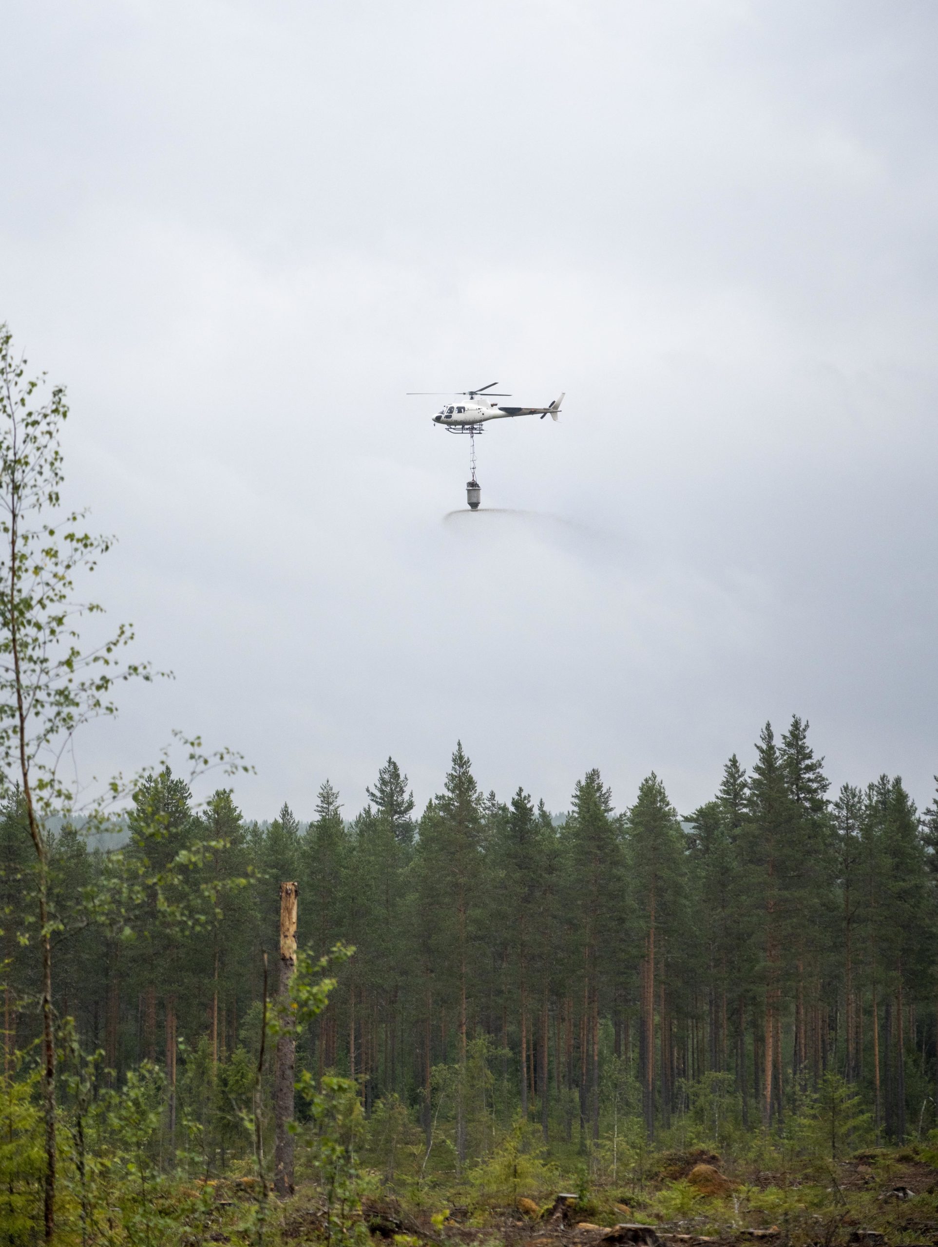 Helikopter flyr over skog og slipper gjødsel fra en tank.