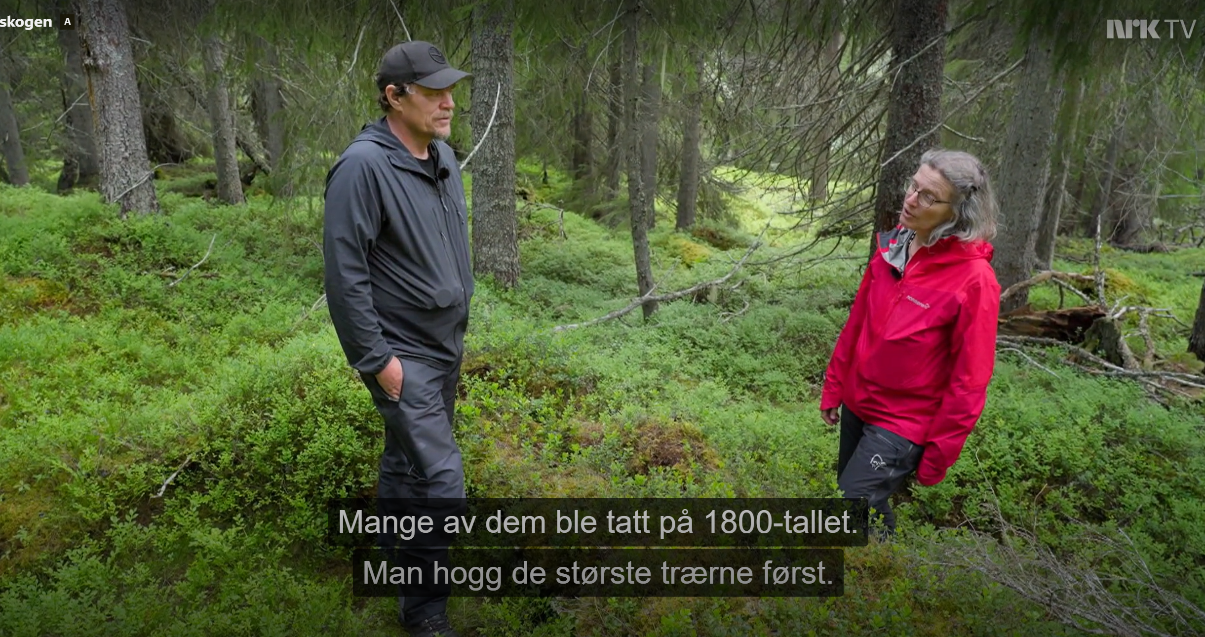 Lars Monsen og Anne Sverdrup-Thygeson i skogen. Skjermbilde fra NRK.